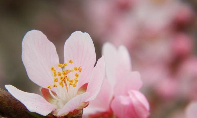 桃花的寓意和象征是什么（关于桃花的象征意义）