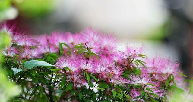 观花植物的品种大全（探索花海中的多彩世界）