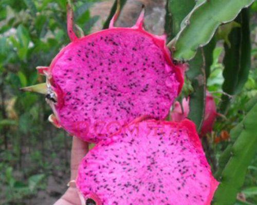 火龙果种植盆栽的方法（从选种到养护，打造美丽的火龙果盆栽）
