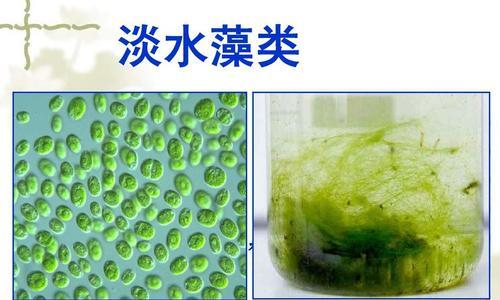 水绵是什么植物（水绵的最新传播途径）