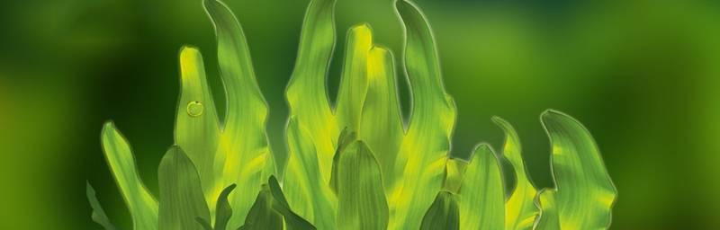 水绵是什么植物（水绵的最新传播途径）
