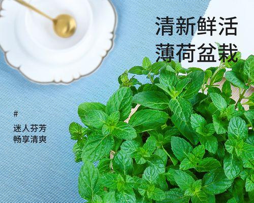 薄荷品种哪个好（常见的薄荷品种介绍）