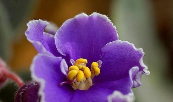 白色紫罗兰的花语（传递纯洁与希望的花海）