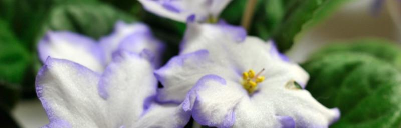 白色紫罗兰花语的含义与传说（探索白色紫罗兰花语中的秘密与美丽）
