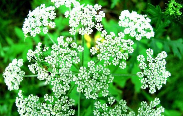 白芷花语与生活的启示（白芷）