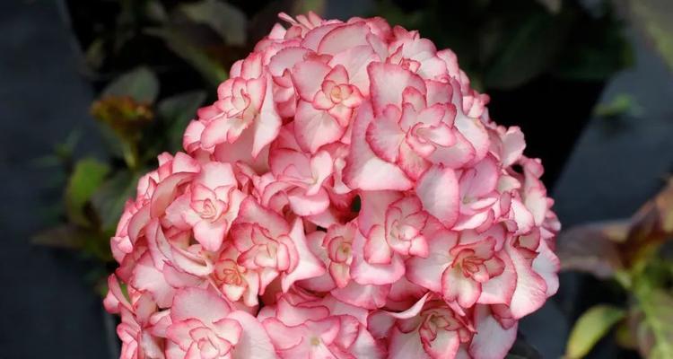 宝石花的花语之美（探秘宝石花的花语与寓意）