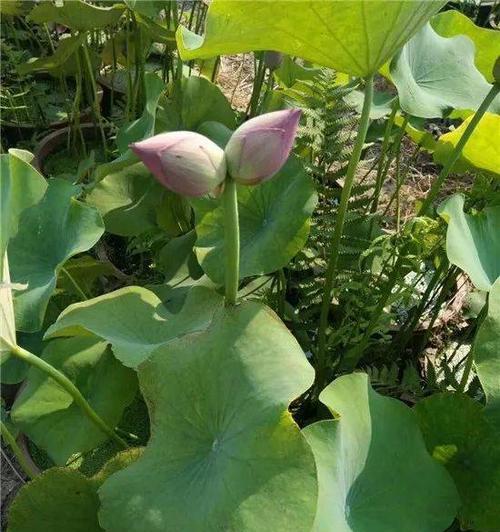 并蒂莲的象征意义及美学价值（解读并蒂莲花的寓意与文化象征）