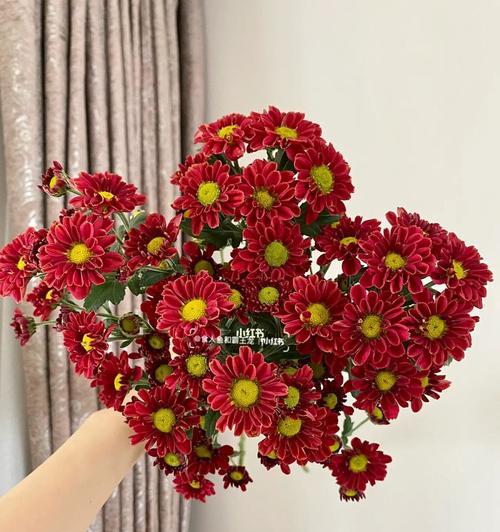 雏菊花的意义和象征（探寻雏菊花的寓意与文化价值）