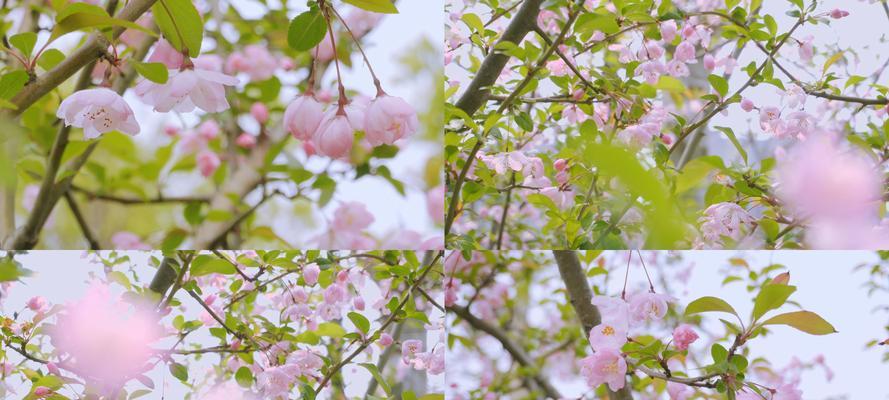 垂丝海棠花语（探秘垂丝海棠的花语与意义）
