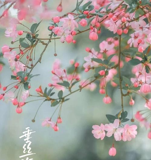 垂丝海棠花语（探秘垂丝海棠的花语与意义）