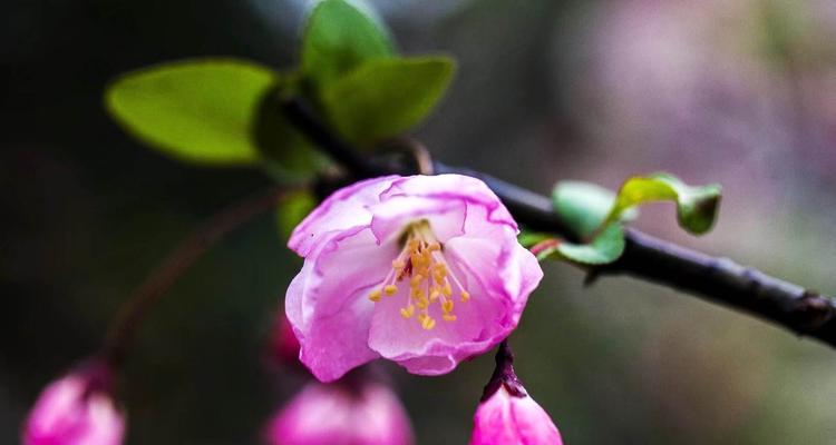 垂丝海棠花语（探秘垂丝海棠的花语与意义）