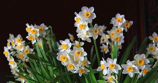 纯白水仙花的花语——清新与纯洁（美丽的花朵传递着纯洁和希望的信息）