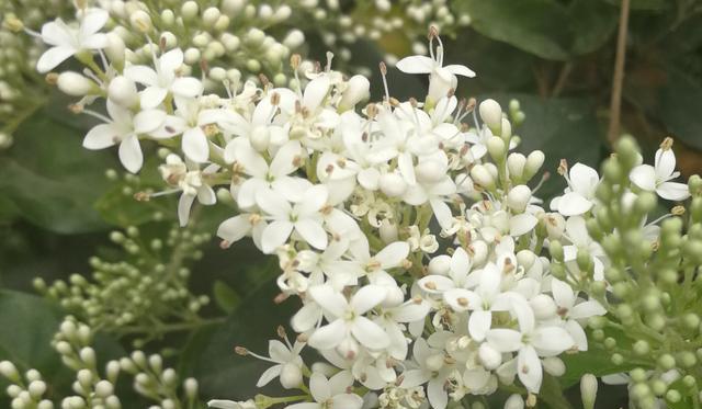 高冷孤傲的花（花中自由洒脱的代表者——高冷孤傲的花）