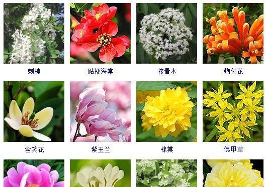 高冷孤傲的花（花中自由洒脱的代表者——高冷孤傲的花）