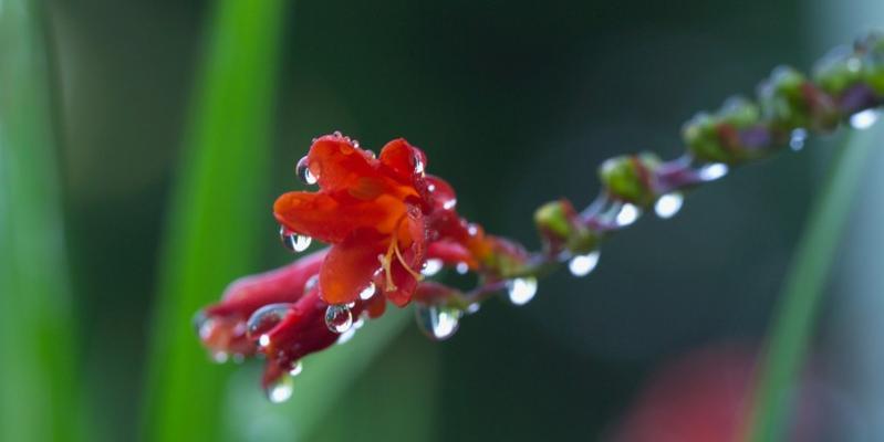 花开花落，毁灭与重生的轮回（以代表毁灭与重生的花为主题的探索）