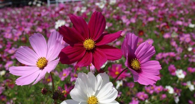 花开花落，毁灭与重生的轮回（以代表毁灭与重生的花为主题的探索）