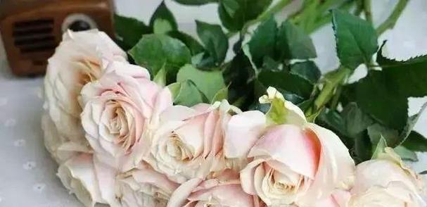 戴安娜玫瑰的花语-爱与崇敬（探索戴安娜玫瑰的神秘花语）