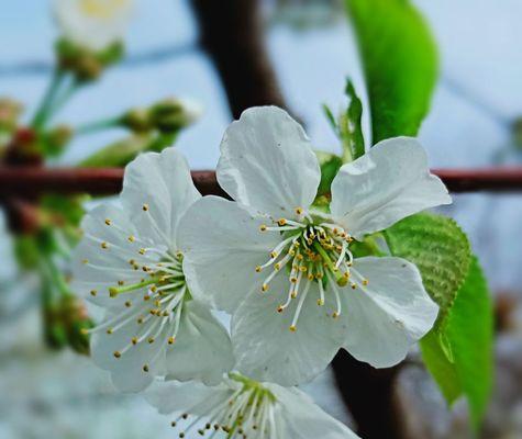 赏花之美——冬樱花、重瓣樱花与樱花草的花语（四季芬芳）