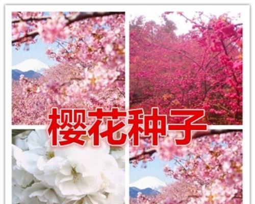 赏花之美——冬樱花、重瓣樱花与樱花草的花语（四季芬芳）