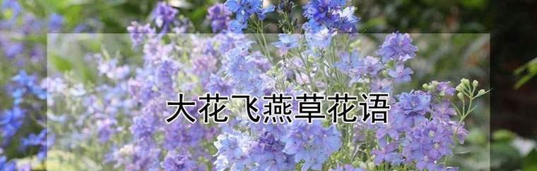 飞燕草的花语（祈盼与成长的花朵）