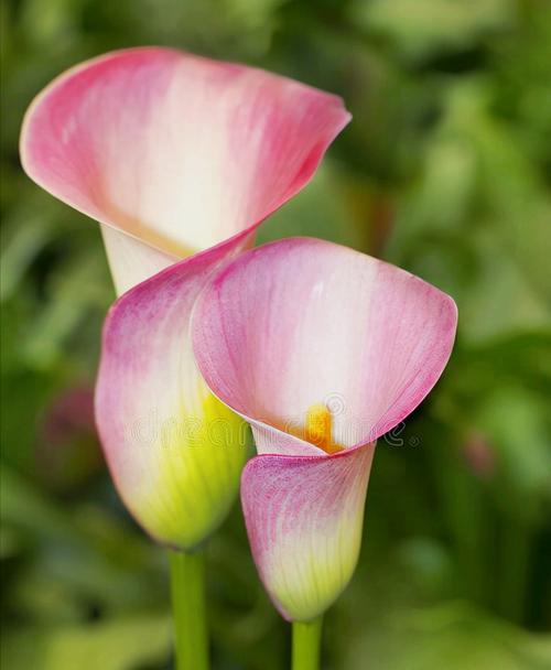 粉色马蹄莲的花语与传说（唤起爱情与纯洁的美丽花朵的象征）