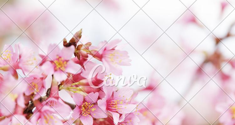 粉色樱花的花语（追寻春天的指引）