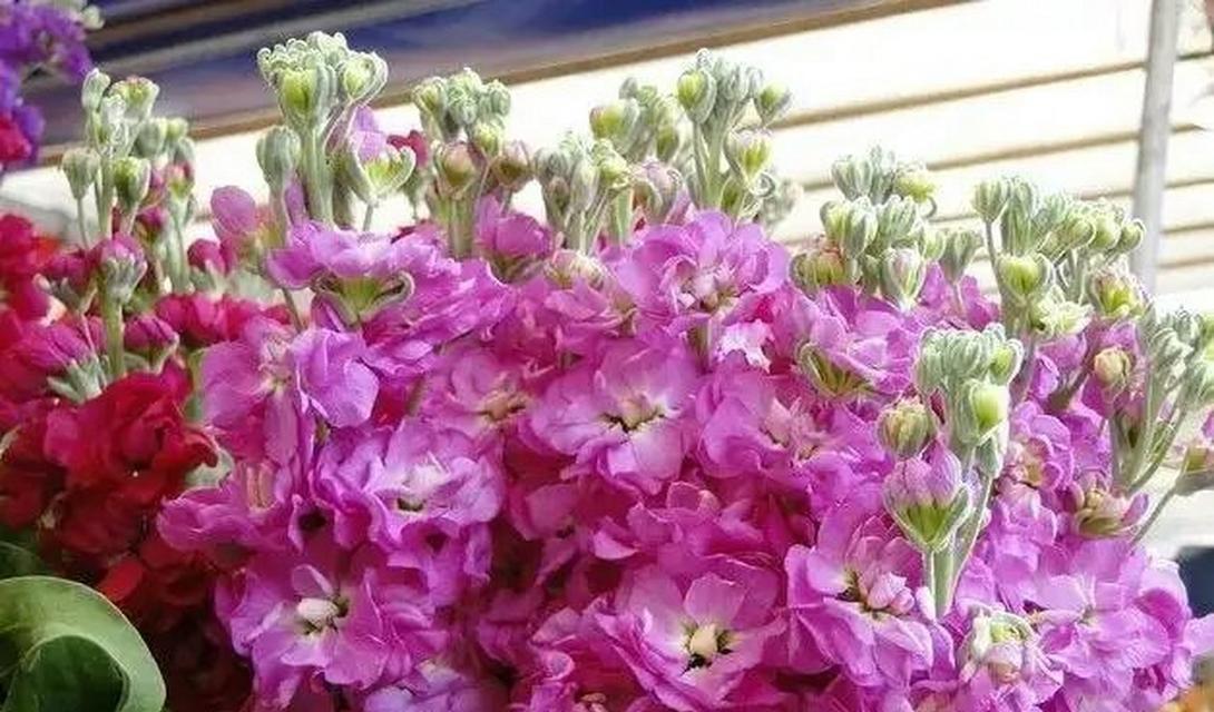 粉色紫罗兰的花语-爱与美的象征（纯真）