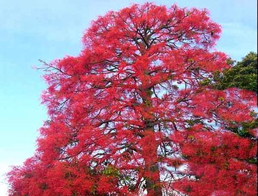 枫叶的花语（揭秘枫叶的花语）