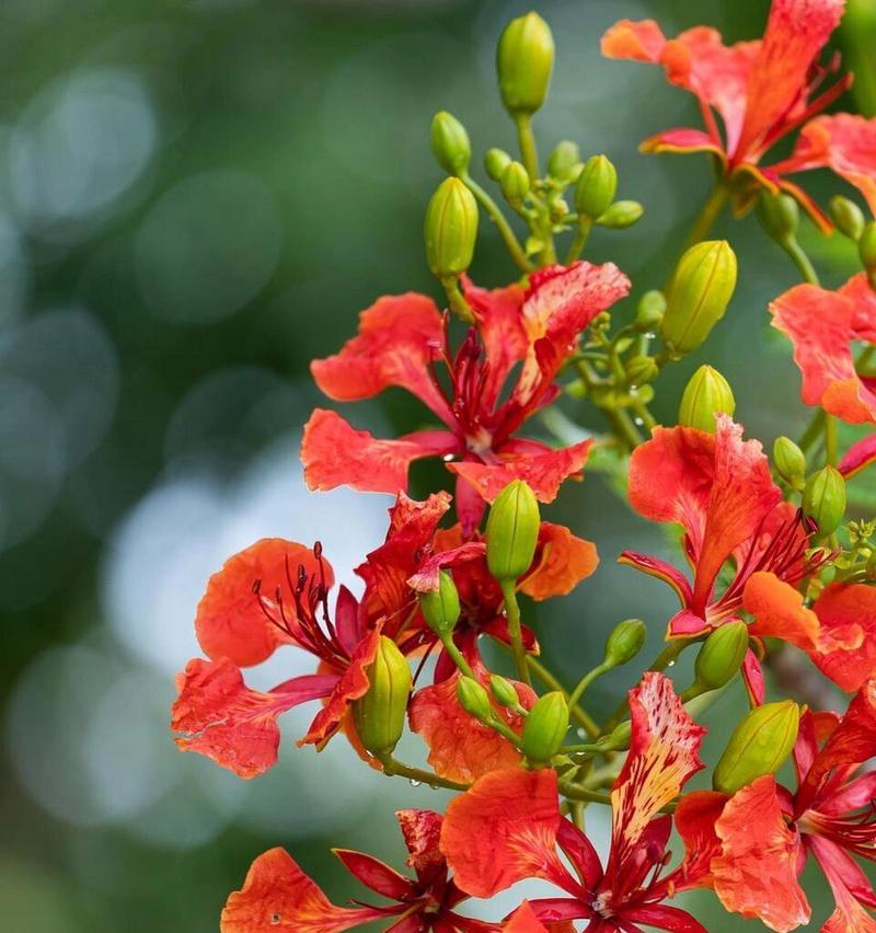 凤凰花（凤凰花）