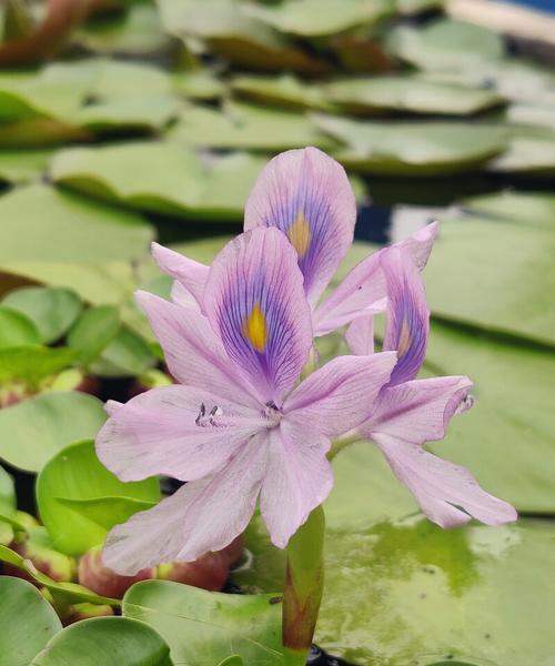 凤眼莲，花开人生的奇迹（用凤眼莲的花语解读生命的美丽）