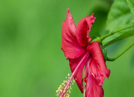 扶桑花的花语（扶桑花的美丽与深意）