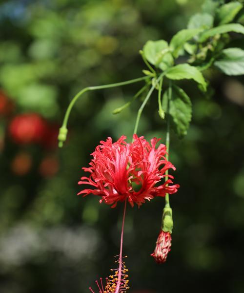 扶桑花的花语与含义（美丽而深刻的自然表达｜扶桑花的寓意与象征）