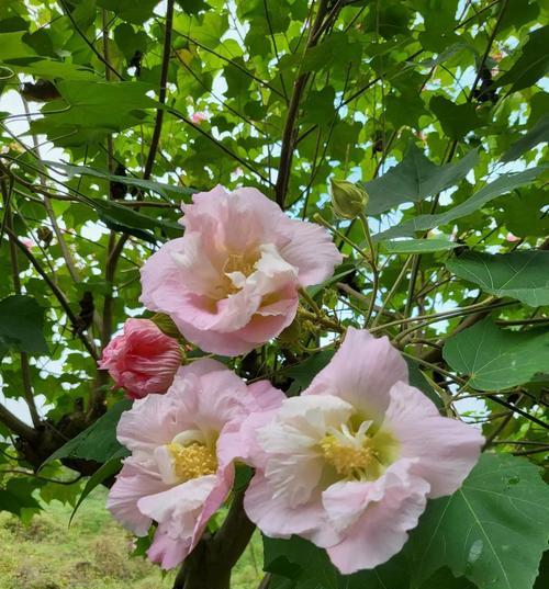 芙蓉花的花语——寄托坚强与美丽（深入解读芙蓉花的象征意义及其与人生的启示）