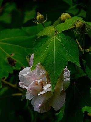 芙蓉花的花语——寄托坚强与美丽（深入解读芙蓉花的象征意义及其与人生的启示）