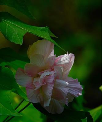 芙蓉花的花语与寓意（探寻芙蓉花的意义与象征）