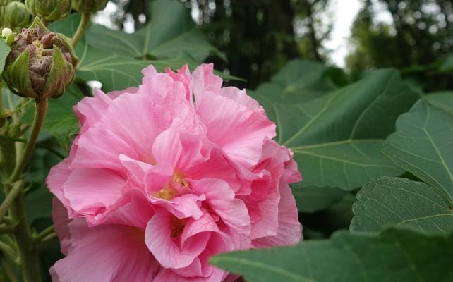 芙蓉花的花语与寓意（探寻芙蓉花的意义与象征）