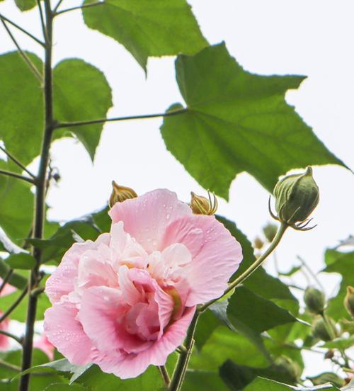 芙蓉花（探寻芙蓉花的文化内涵及象征意义）