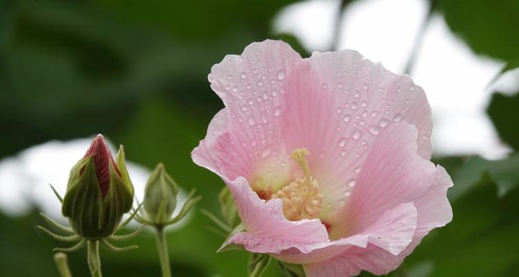 芙蓉花（探寻芙蓉花的文化内涵及象征意义）