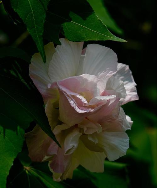 木芙蓉花语——盛开心灵的美丽（揭秘木芙蓉的花语和传说）