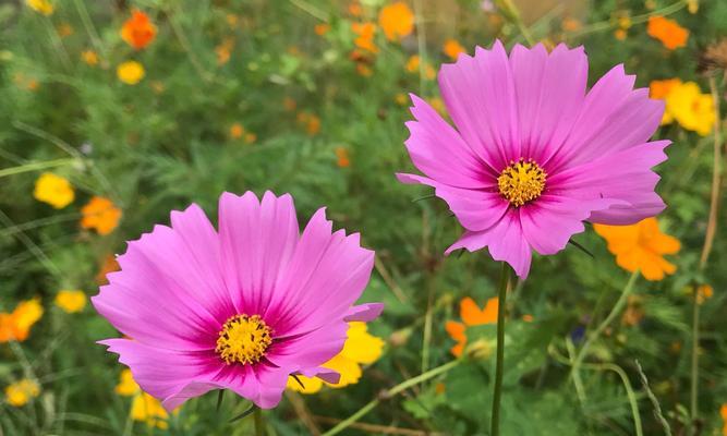 格桑花的花语与意义（探寻格桑花的背后故事）