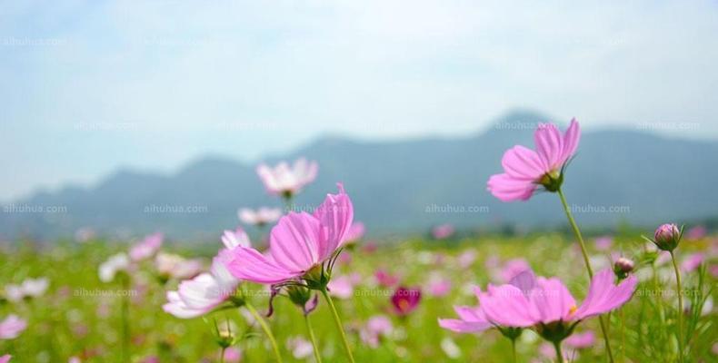 格桑花（绽放在高原的芬芳）