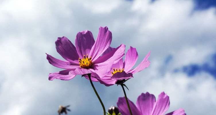 格桑花（格桑花的寓意与花语解读）