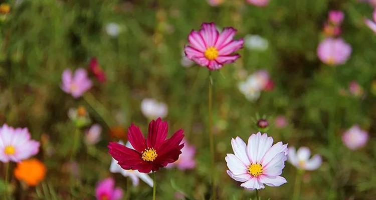 格桑花（格桑花的寓意与花语解读）