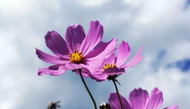 格桑花的花语与意义（探寻格桑花的情感寓意与人生启示）