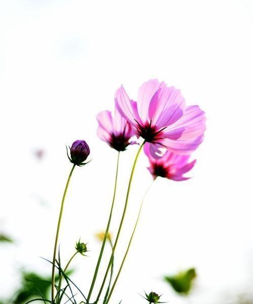 格桑花的花语与寓意（探索格桑花的象征与内涵）