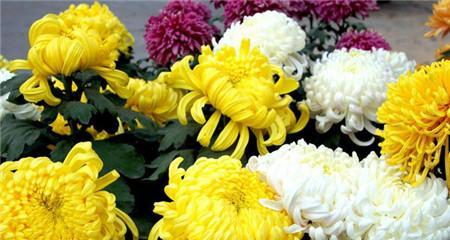 菊花花语与寓意（揭示菊花各色各样的含义）