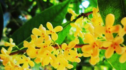 桂花花语与寓意（桂花的浓香与深意）