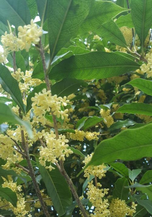 桂花花语与寓意（桂花的浓香与深意）