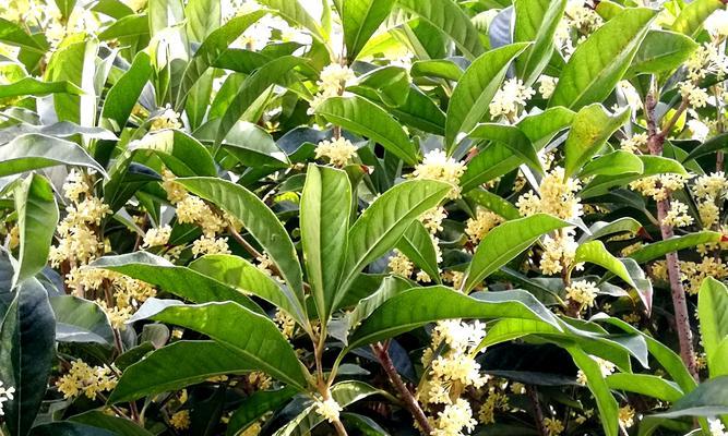 桂花花语与寓意（桂花的浓香与深意）