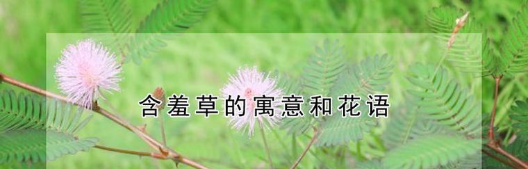 含羞草花语的象征和寓意（揭示含羞草花语的真正内涵）